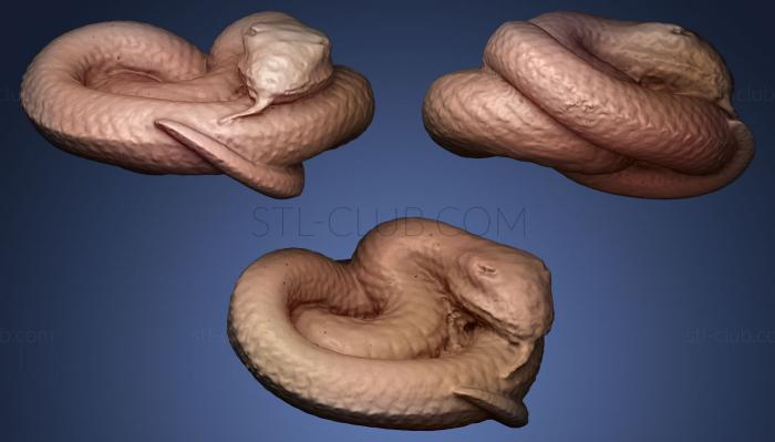 3D модель Свернувшаяся змея (STL)